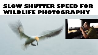 CREATIVE SHUTTER SPEEDS FOR WILDLIFE PHOTOGRAPHY