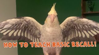 How To Train Your Bird To Recall!