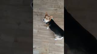 Corgi Dance | It's His Gotcha Day! |