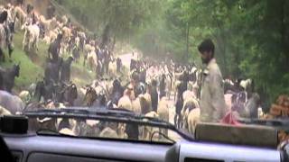 Herd of Goats - Kashmir, India