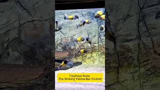 Tropheus Ikola: The Striking Yellow-Bar Cichlid! AquaVerse #tropheusikola  #cichlid #shorts