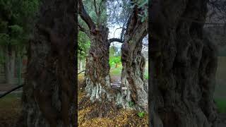 Chapel of Holy Mary Zoodochou pigis stazousa near Larnaca with it's very old olive tree