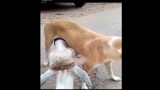 cow drinks dog's milk  viral video