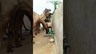 Drinking pure water #camel #viralvideo #ytshorts