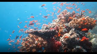 2014-12 Fiji Diving