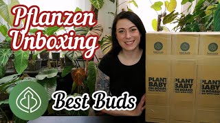 Pflanzen UNBOXING von BESTBUDS | Anthurium Philodendron und Samen