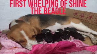 First Whelping of Shine | Shine Our Beagle | Whelping Beagle | YhanRech Vlog