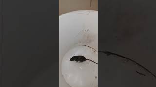 Mouse doing laps in the washer