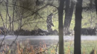 Bigfoot Video from Litchfield County, Connecticut ENHANCED VERSION Bigfoot, Sasquatch, Yeti