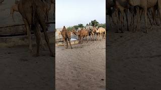 Camel at Thar|white Desert #trending #whitedesert #viral #shorts