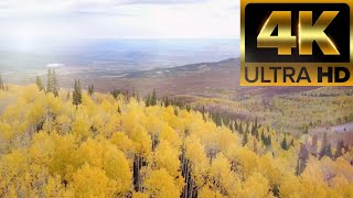 Golden Autumn in 4k || 4k Ultra HD Videos || 4k Nature Beauty