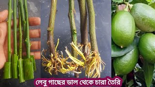 লেবু গাছের ডাল থেকে চারা তৈরি করুন|লেবু গাছ বানানোর পদ্ধতি|nyeme hassan