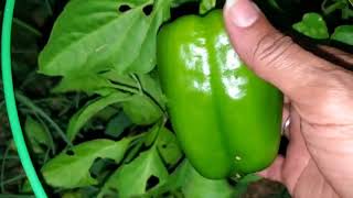 1st Bell Pepper & Tomato Harvest of the Season🫑🍅#enjoygardening #growyourownfood #peppers #Tomatoes