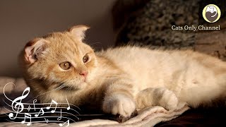 Music to Relax Cats - Harp Music for Relaxation and Stress Relief