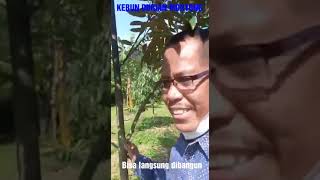 Miliki kebun durian Montong dan Musangking di jual dengan harga terjangkau