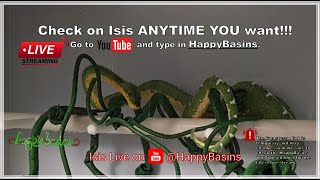 Isis Was LIVE @HappyBasins by Amy Benzi!