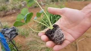 Armelle, la première fraise 100% péi, sort du lot - reportage Zinfos974