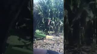 Slow Motion Corn Head, #Krone Chopping