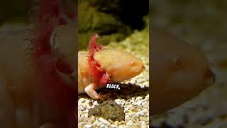 Dive Into The Fascinating World Of The Axolotls Fish