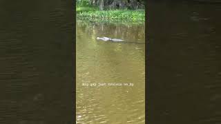 Big gator #bassfishing #video #gators #dangerous #louisianafishing #video #fishing #shorts #fyp