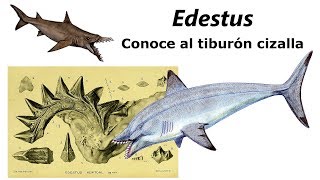 Edestus. Descubre el misterio del tiburón cizalla