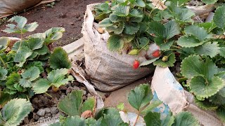 HE SELLS  A KG OF STRAWBERRIES AT 400  (FARMING INSIDE A NETHOUSE.)