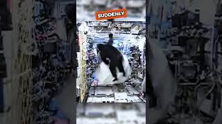 INSANE moment: Astronaut Turned Gorilla In Space 🤯🤣#animalshorts #animalrescue #shortsfeed #space