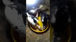 anak ayam bk segon umur 1 bulan