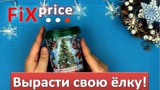 Сажаем елочку из подарочного набора Фикс Прайс (Fix Price)