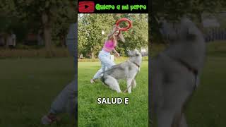 92 🚨 ¡Cuidado al Jugar con tu Perro! 🐶 |Quieroamiperro ❤️