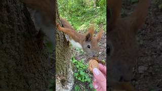 There is a tremendous amount of stillness in the busyness of nature.🥰 #funnyanimals #funnysquirrels