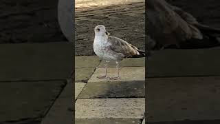 Lovely 🦢 || love birds #birds #shorts#youtubeshorts