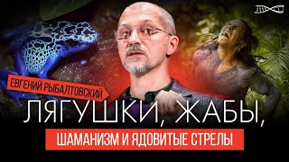 Лягушки, жабы, шаманизм и ядовитые стрелы | Евгений Рыбалтовский