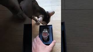 Unboxing the Red Sangria Croft Pioneer Automatic from Spinnaker Watches (Guest-Starring Two Cats!)