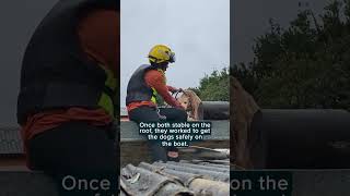 Rescue team climbs roof to save trapped dogs from flood | Humankind #shorts #goodnews