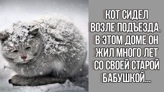 Кот сидел возле подъезда. Он жил много лет вместе со своей старой бабушкой. Истории из жизни до слез