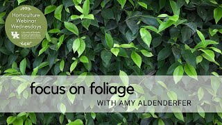 Focus on Foliage