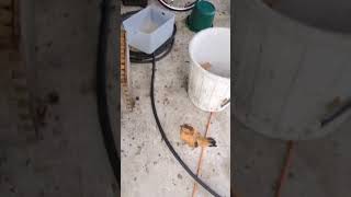 Baby Chicks leaving the brooder box #chicks #babyanimals #chicken #chick #babybirds