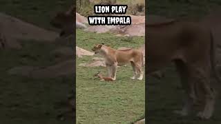 Lion play with impala #shorts #viral #trending