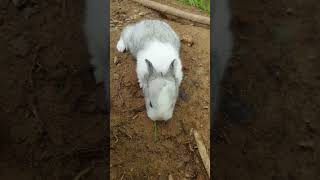 So cutie bunny, 2 weeks old. #bunny #pets #love #shorts