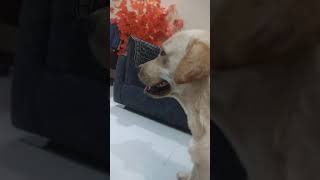 pathanu having head massage.. #shorts #labrador #cute #puppy #cutepuppy #bgmi#gaming #doglove#comedy