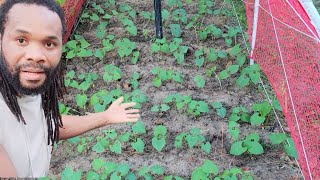 Growing stringbean under my Trellis Arbor (NO BACKYARD GARDEN