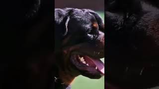 THE ROTTWEILER IS ONE OF THE MOST DANGEROUS DOGS IN THE WORLD.