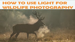 HOW TO USE LIGHT FOR WILDLIFE PHOTOGRAPHY