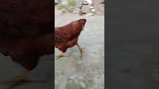 Punjab Cute baby hen aseel #music #beats #art #instrumental #track #birds