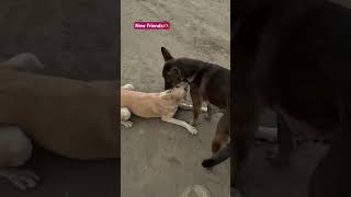 Play time 😍 #newfriend #friendship #streetdog #doglover #dogvideo #youtubevideo #happiness #funny