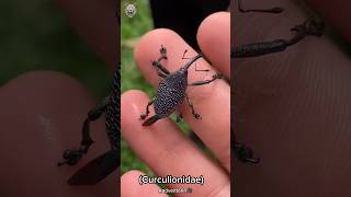 The Costa Rican weevil