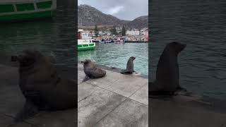 #Seals #Of #KalkBay #CapeTown