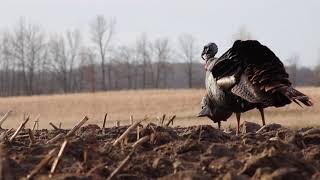 BIG Gobbler Smack Down!  🔴 || Wisconsin Turkey Hunting 2020