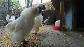 Bantam Silkie Roosters Crowing A lot!